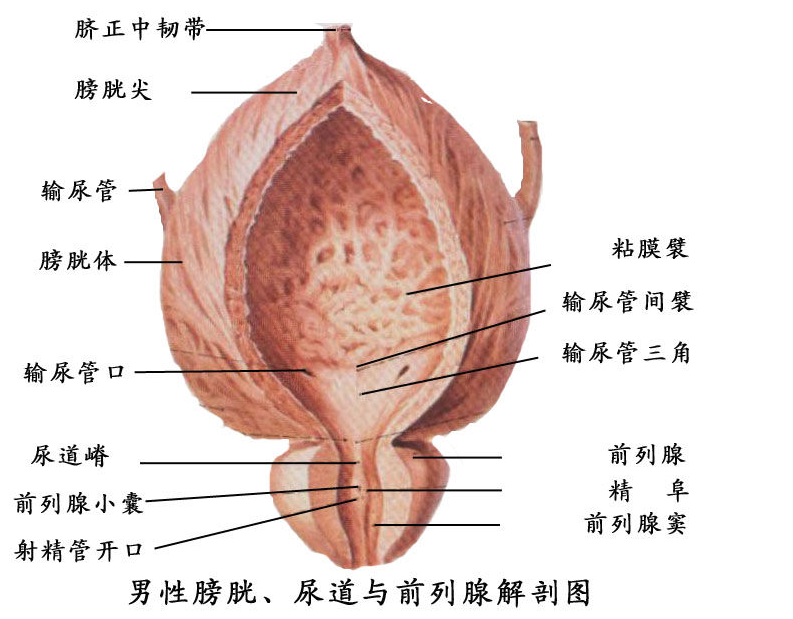 急性前列腺炎的症状有哪些?