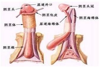 早泄患者会出现哪些表现呢?