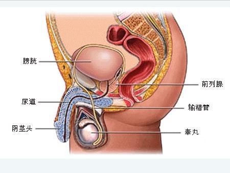 男性尿道炎治疗--选专业汕头龙湖