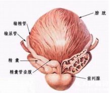 qian列腺gai化
