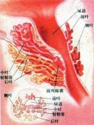 前列腺钙化危害不应忽视