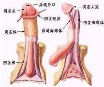 性交障碍是怎样引发的