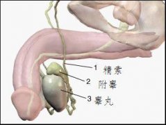 附睾炎症状--选专业汕头龙湖天佑