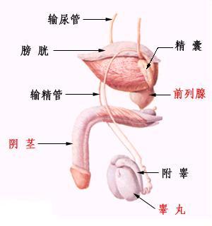 精囊炎有什么危害——选专业汕头